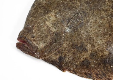 Turbot Zehirlenmesi