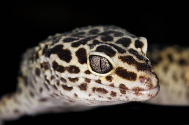 Gecko Leopar Eublepharis macularius