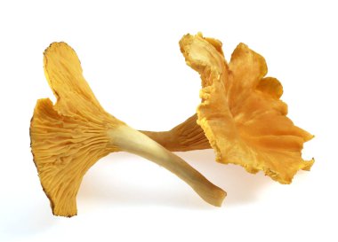 GIROLLE cantharellus cibarius