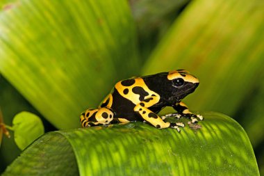 Dendrobate Jaune et Noir lökositler dendrobate