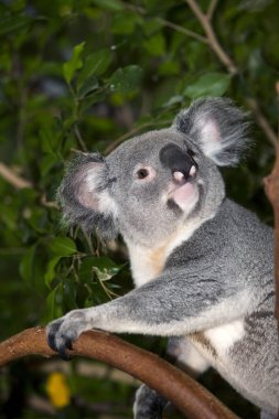Koala phascolarctos cinereus