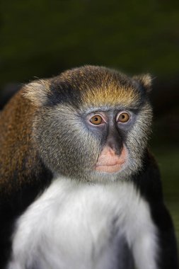 Cercopitheque De Campbell cercopithecus kampbelli