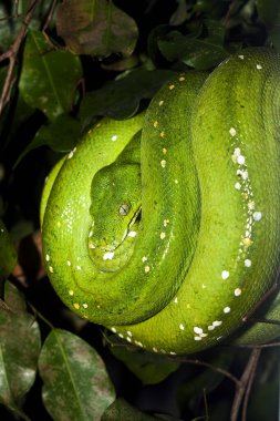 Python Vert morelia viridis