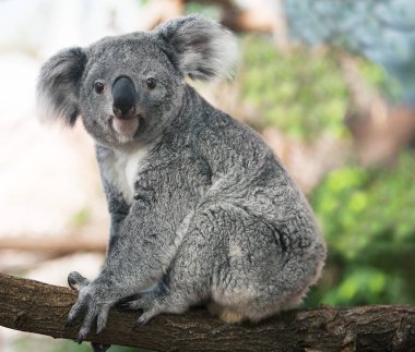 Koala phascolarctos cinereus
