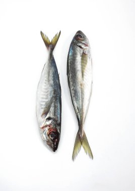 Chinchard