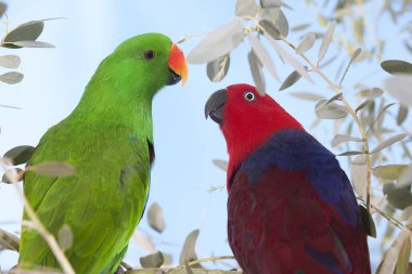 Eclectus eclectus roratus