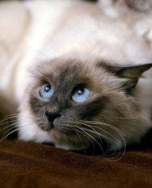 Birmanie 'ye ölüm.