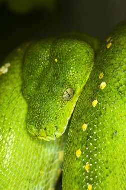Python Vert morelia viridis