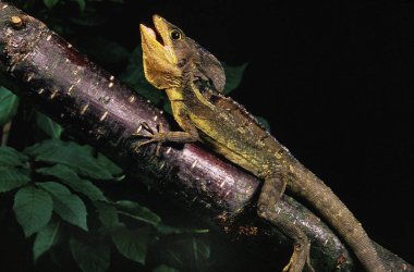 Basilic Brun basiliscus vittatus