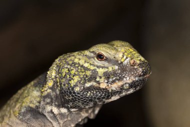 Fouette Kuyruk Uremastyx acanthinurus