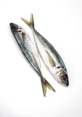 Chinchard