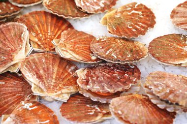 Coquille Saint Jacques