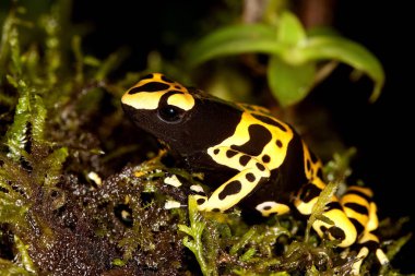 Dendrobate Jaune et Noir lökositler dendrobate