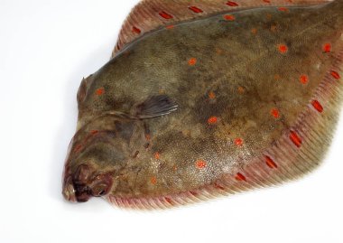 Carrelet pleuronectes plakası