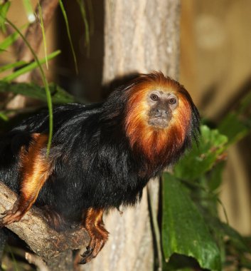 Tamarin Aslanı A Tete Doree Leontopithecus Chrysomelas