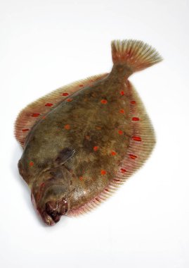 Carrelet pleuronectes plakası