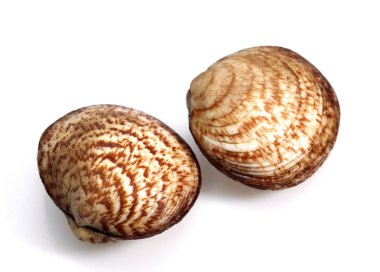 Amande De Mer glisimeris glisimeris