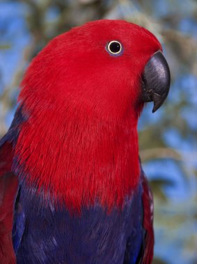 Eclectus eclectus roratus
