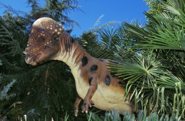 Pachycephalosaure pachycephalosaurus tarih öncesi hayvan cretaceous dönemi