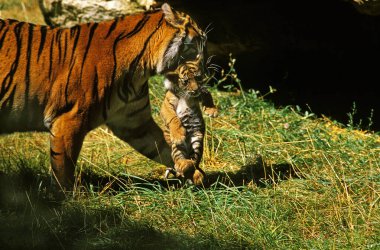 TIGRE DE SUMATRA panthera tigris sumatrae clipart