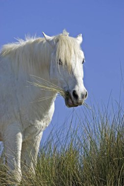 Camarguais