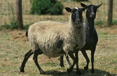 MOUTON ROMANOV