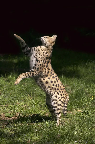 Serval leptailurus serval — стоковое фото