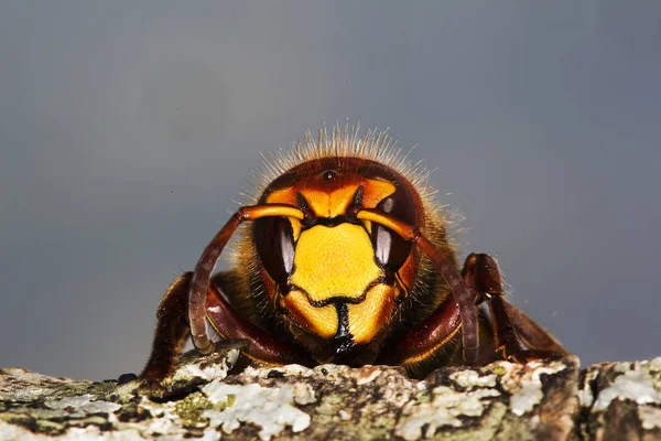 Frelon vespa crabo — Stock fotografie