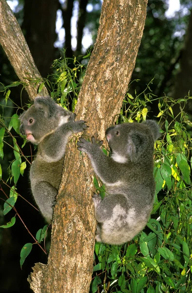 Koala phascolarctos cinereus — Zdjęcie stockowe