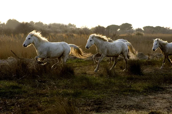 Camarguais — Photo