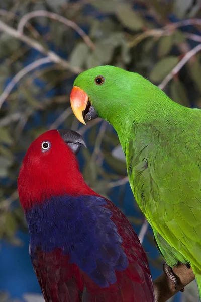 Eclectus eclectus roratus — Zdjęcie stockowe