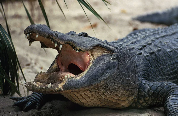 Alligátor Amerikai aligátor mississipiensis nyitott száj — Stock Fotó