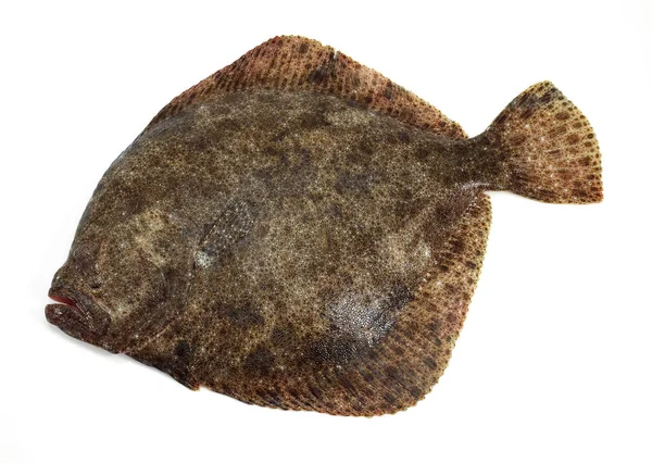 Turbot Poissonnerie — Zdjęcie stockowe