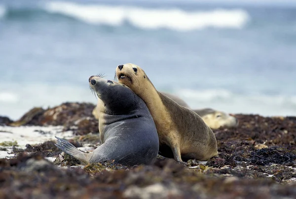 ( 영어 ) lion de mer ( 영어 ) Ostralien neophoca cinerea — 스톡 사진