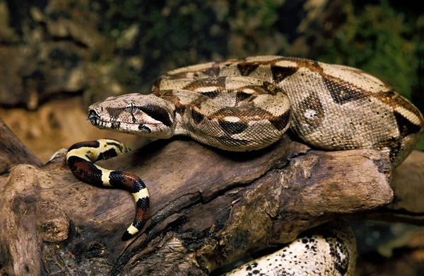 Boa Constricteur boa constrictor — Stockfoto