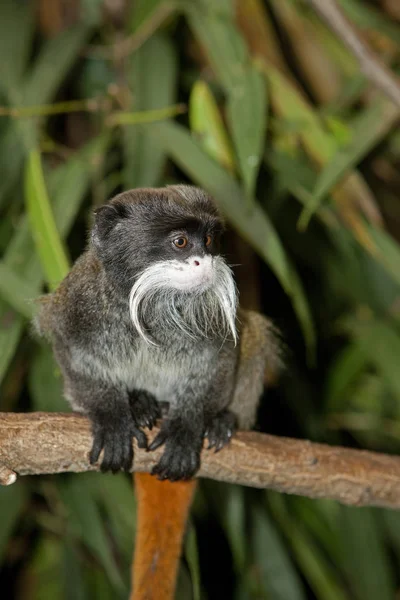 Imperador de Tamarin Empereur saguinus — Fotografia de Stock