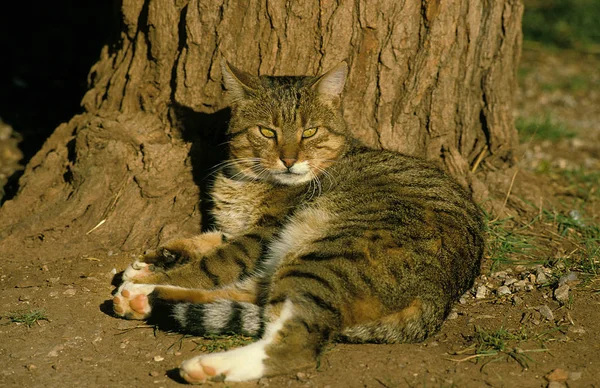 TABBY DE BROWN EUROPEO —  Fotos de Stock