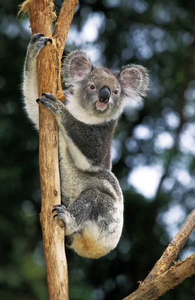 Koala phascolarctos cinereus — Fotografia de Stock