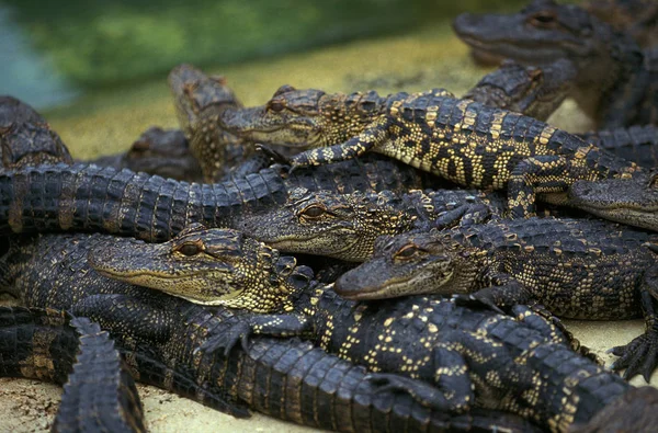 Αλιγάτορας Americain alligator mississipiensis — Φωτογραφία Αρχείου