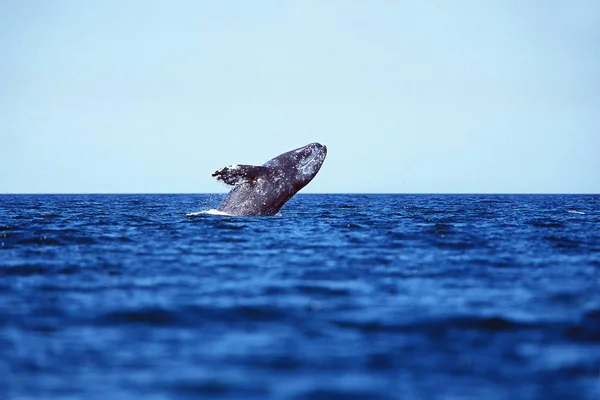 Baleine Grise eschrichtius robustus — Fotografia de Stock