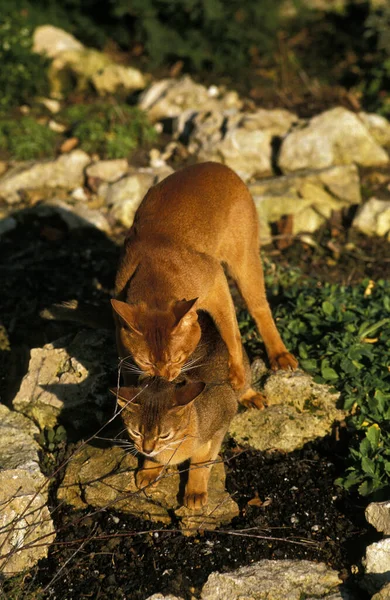 ACOUPLEMENTO DE CHAT — Fotografia de Stock