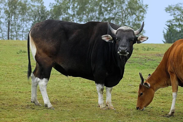 Banteng bos javanicus — Fotografia de Stock