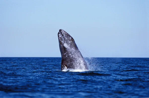 Baleine Grise eschrichtius robustus — Fotografia de Stock