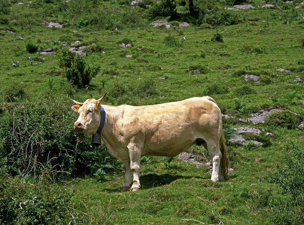 Blondýna D 'Aquitaine — Stock fotografie