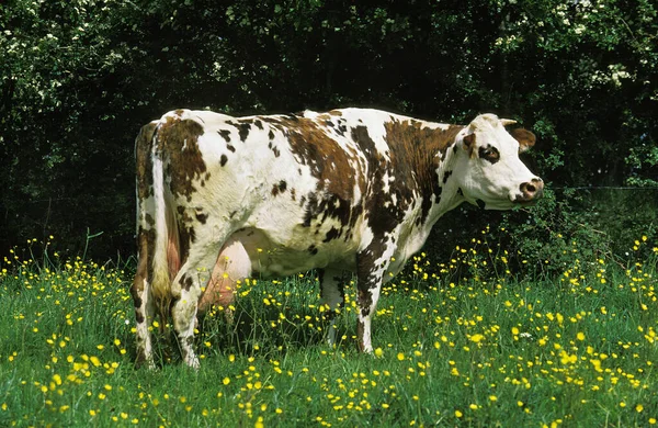 Vache Normande — 스톡 사진