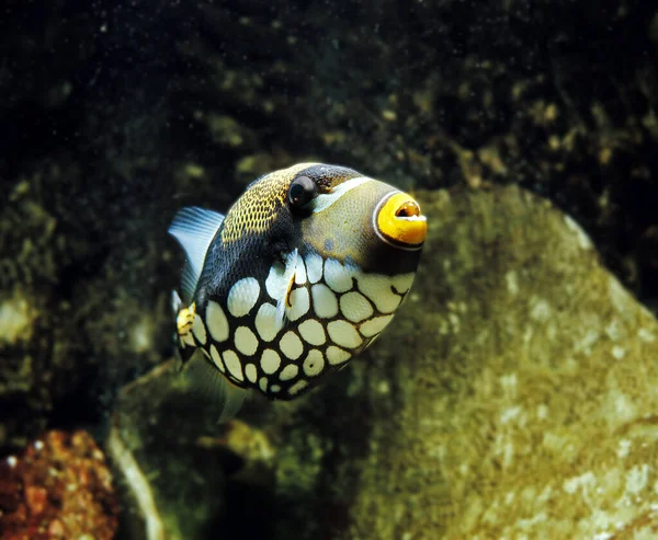 BALISTA CLOWN balistoides conspicillum — Fotografia de Stock