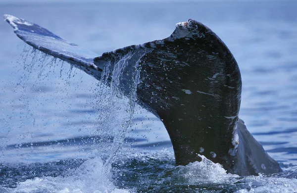 Baleine Grise eschrichtius robustus — Fotografia de Stock