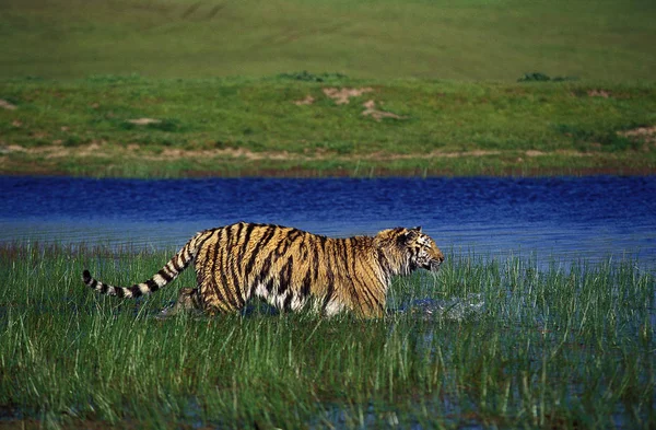 Tigre Du Bengale panthera tigris tigris — Stockfoto