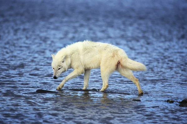 Loup Blanc De La Toundra canis lupus tundrarum — Stockfoto