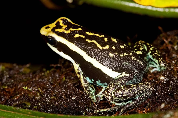 Dendrobate De Bassler epipedobates bassleri —  Fotos de Stock